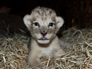 Zoologická zahrada se raduje ze lvích čtyřčat, návštěvníci je uvidí ve zmodernizovaném výběhu