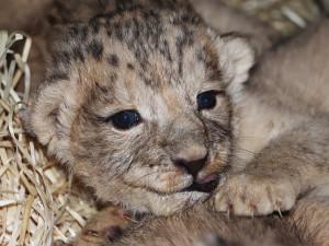 Zoologická zahrada se raduje ze lvích čtyřčat, návštěvníci je uvidí ve zmodernizovaném výběhu