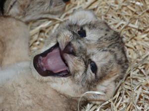 Zoologická zahrada se raduje ze lvích čtyřčat, návštěvníci je uvidí ve zmodernizovaném výběhu