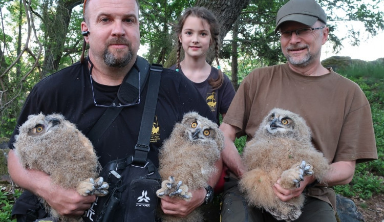 Najít v jednom hnízdě hned tři skvěle živená mláďata výra velkého je obrovská vzácnost