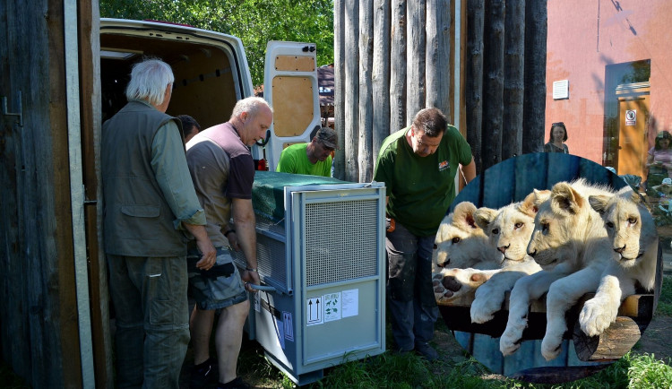 Z Hodonína až na kraj světa. Lví čtyřčata se stěhují do Venezuely