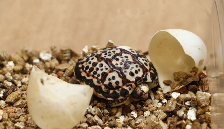 Zoo se podařil naprosto raritní prvoodchov vzácné želvy trpasličí, na svět se drala ze skořápky tři dny