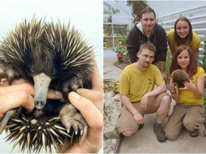 Plzeňská zoo bodovala v prestižní soutěži s raritním odchovem vzácné ježury novoguinejské