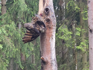 Samice výra se při lovu zaklínila v kmeni stromu, hasiči bojovali také o život mláďat puštíka