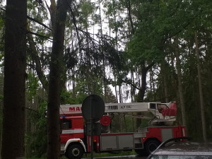 Samice výra se při lovu zaklínila v kmeni stromu, hasiči bojovali také o život mláďat puštíka