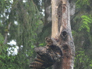 Samice výra se při lovu zaklínila v kmeni stromu, hasiči bojovali také o život mláďat puštíka