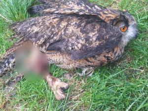 Samice výra se při lovu zaklínila v kmeni stromu, hasiči bojovali také o život mláďat puštíka