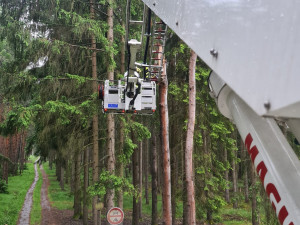 Samice výra se při lovu zaklínila v kmeni stromu, hasiči bojovali také o život mláďat puštíka