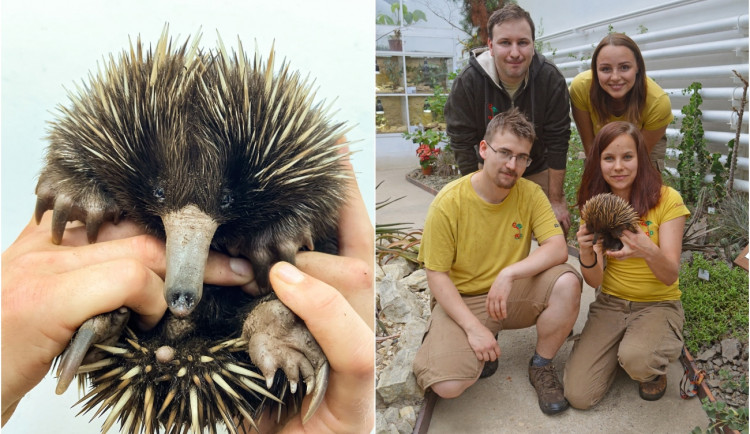 ežura a její ošetřovatelé, foto: Martin Vobruba
