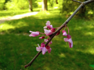 Americká zahrada je v plném květu. V arboretu cizokrajných dřevin rozkvétají stromy i keře