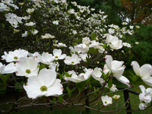 Americká zahrada je v plném květu. V arboretu cizokrajných dřevin rozkvétají stromy i keře