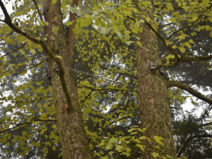 Americká zahrada je v plném květu. V arboretu cizokrajných dřevin rozkvétají stromy i keře