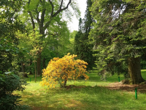 Americká zahrada je v plném květu. V arboretu cizokrajných dřevin rozkvétají stromy i keře