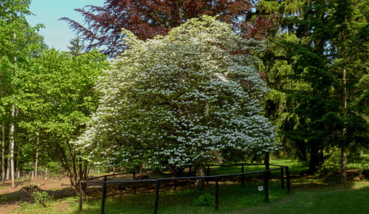 Americká zahrada je v plném květu. V arboretu cizokrajných dřevin rozkvétají stromy i keře