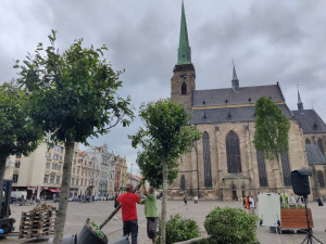 Stromy sázeli profesionální zahradníci