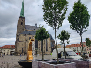 Plzeňské náměstí zdobí 12 habrů v obřích květináčích, za trest je pomáhala sázet i dvojice vandalů