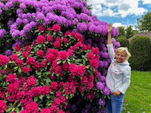 Proslulé rododendrony v Jarově na Plzeňsku letos vykvetly v plné kráse a síle, místní i turisté jsou nadšení