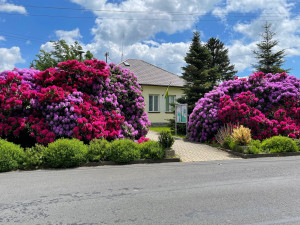 Proslulé rododendrony v Jarově na Plzeňsku letos vykvetly v plné kráse i síle, místní i turisté jsou nadšení