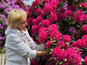 Proslulé rododendrony v Jarově na Plzeňsku letos vykvetly v plné kráse i síle, místní i turisté jsou nadšení
