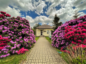 Proslulé rododendrony v Jarově na Plzeňsku letos vykvetly v plné kráse i síle, místní i turisté jsou nadšení