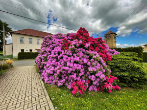 Proslulé rododendrony v Jarově na Plzeňsku letos vykvetly v plné kráse i síle, místní i turisté jsou nadšení