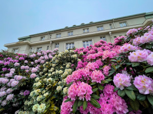 A takto kvetou rododendrony v pivovaru Plzeňský Prazdroj