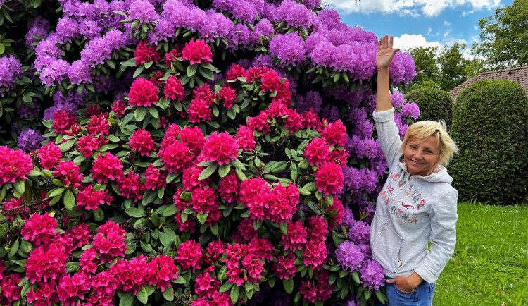 Proslulé rododendrony v Jarově na Plzeňsku letos vykvetly v plné kráse i síle, turisté jsou nadšení