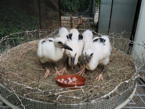 Do náhradních hnízd se podařilo úspěšně adoptovat tři osiřelá čapí mláďata