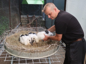 Do náhradních hnízd se podařilo úspěšně adoptovat tři osiřelá čapí mláďata
