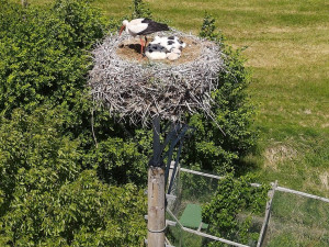 Do náhradních hnízd se podařilo úspěšně adoptovat tři osiřelá čapí mláďata