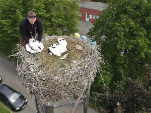 Do náhradních hnízd se podařilo úspěšně adoptovat tři osiřelá čapí mláďata