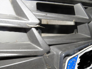 Střetů se zvěří dramaticky přibývá, policisté už řešili přes 60 nehod, nejčastěji jde o sražené srnky