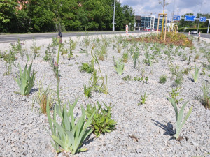 Po úpravách za 3, 3 milionu už se začíná zelenat středový pás podél nejfrekventovanější komunikace v Plzni