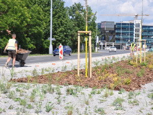 Po úpravách za 3, 3 milionu už se začíná zelenat středový pás podél nejfrekventovanější komunikace v Plzni