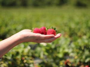 Policisté vyšetřují velkou jahodovou loupež, zloděj si z pole odnesl 300 kilo sladkého ovoce