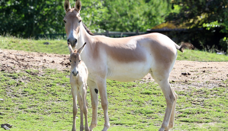 Zoologická zahrada se raduje z narození divokého osla kulana, jde o jeho jediný chov v Česku