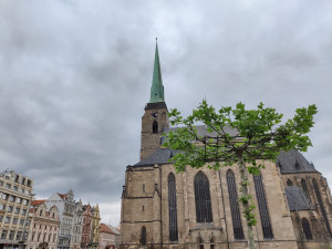 Většina Plzeňanů si přeje, aby stromy na náměstí zůstaly natrvalo, radnice se tím bude zabývat