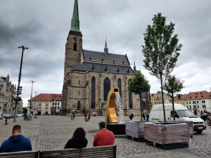 Většina Plzeňanů si přeje, aby stromy na náměstí zůstaly natrvalo, radnice se tím bude zabývat