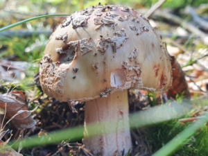 V šumavských hvozdech už lze narazit na masáky, zatím jsou ale poměrně červivé