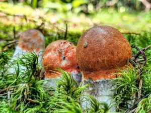 Rostou už i oblíbené křemenáče