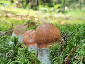 Houbové žně se zatím nekonají, přesto jsou místa odkud s neodejdete s prázdným košíkem