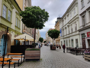 Stromy v ulicích města potkáváme už běžně