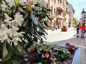 Zeleň v ulicích města potkáváme už běžně