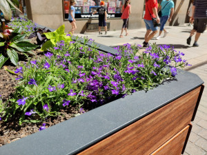 Zeleň v ulicích města potkáváme už běžně