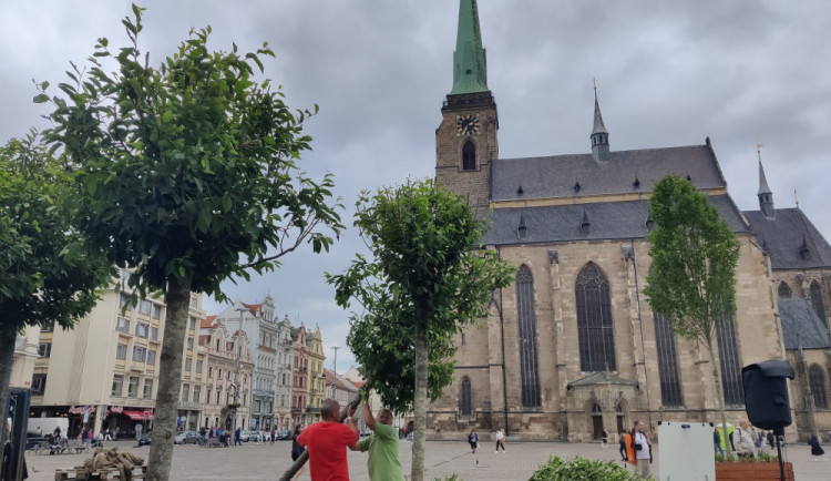Stromy v historickém jádru města instalovali autoři diletantsky a bez porady s odborníky, říká architekt Marovič