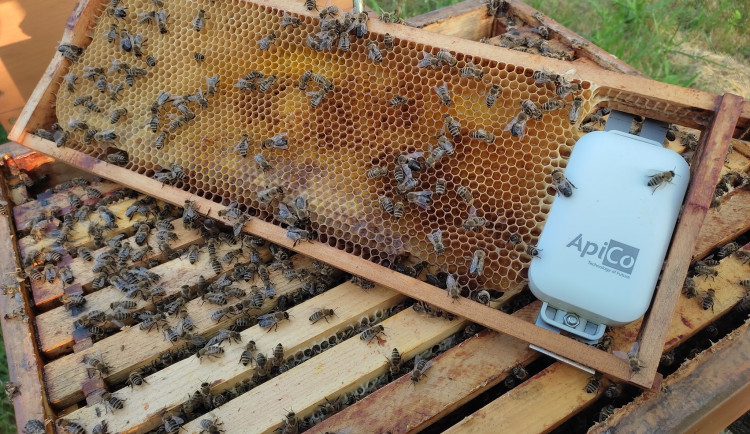 Vědci z Brna loví zloděje včel. Do úlů dávají speciální stopovací systém