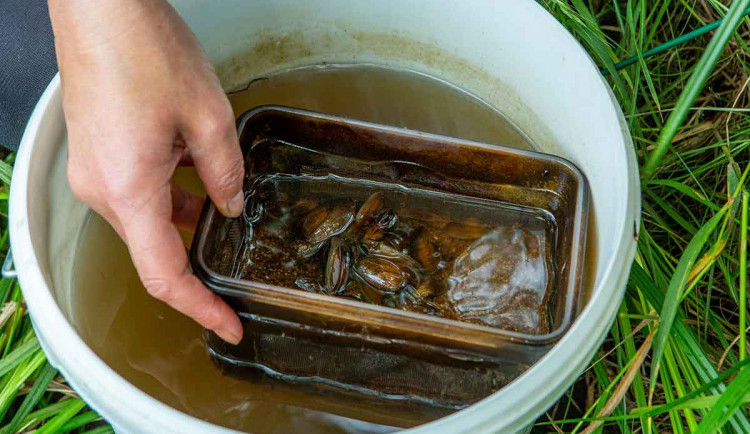 size3-16561496790116-2-perlorodka