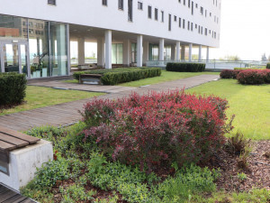 V roce 2019 bodovala v soutěži o nejlepší zelenou střechu Fakultní nemocnice Plzeň, získala cenu veřejnosti, foto: FN Plzeň