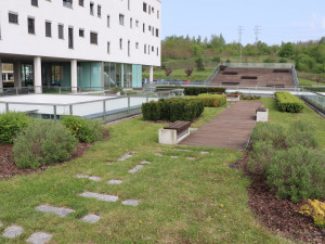 V roce 2019 bodovala v soutěži o nejlepší zelenou střechu Fakultní nemocnice Plzeň, získala cenu veřejnosti, foto: FN Plzeň