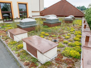 Zelené střechy jsou stále oblíbenější, díky grantové výzvě na ně mohou získat dotace také školy a školky